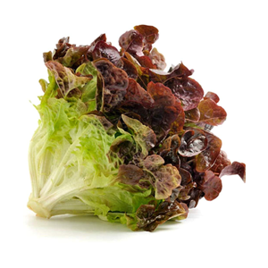 Lechuga Roja / Red Leaf Lettuce