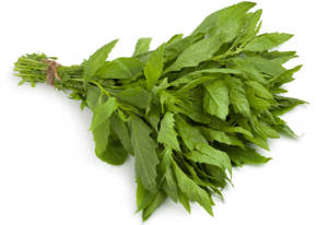 Epazote / Epazote