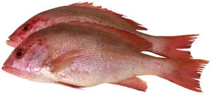 Huachinango /Red Snapper
