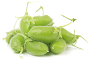 Garbanzo Fresco / Fresh Chickpea