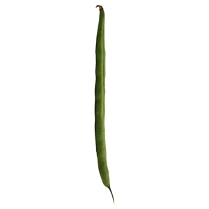 Ejote / Beans, Green