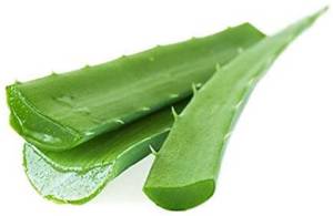 Savila / Aloe Vera