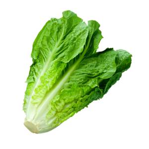 Lechuga Romana / Romaine Lettuce