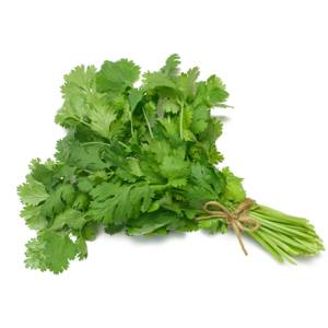 Cilantro / Cilantro