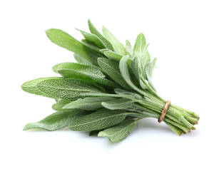 Salvia /Sage