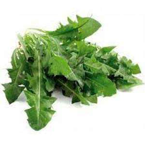 Dandelion / Diente De Leon