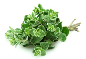 Oregano Fresco