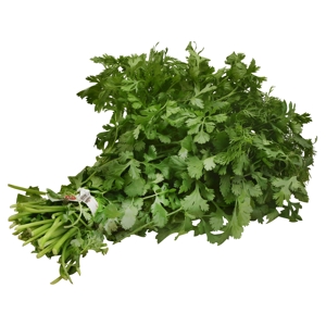 Cilantro