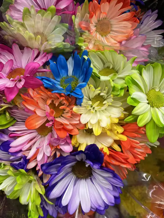Neon Crazy Daisies | Paulbeck's Market Aitkin, MN