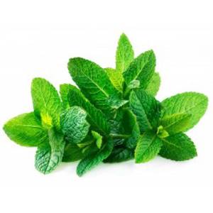 Yerba Buena / Mint