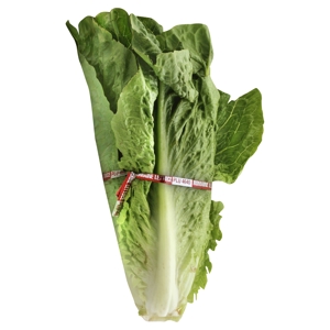 Lechuga, Romana / Lettuce, Romaine