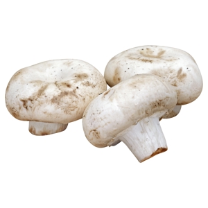 Hongos / Mushroom