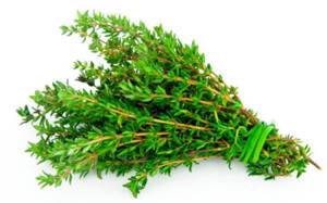 Tomillo Fresco / Fresh Thyme