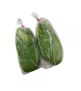 NOPAL /BG CACTUS #1 PENCA