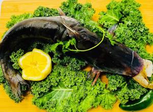 Bagre Entero / Whole Catfish