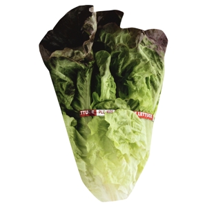 Lechuga, Roja / Lettuce, Red Leaf