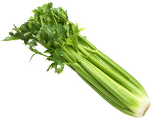 Apio / Celery