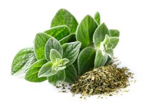 Oregano Fresco / Fresh Oregano