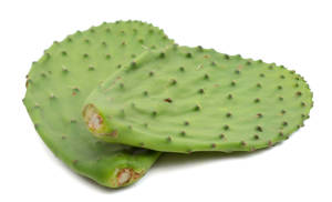 Nopal en Penca / Cactus Leaves