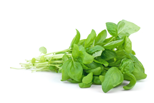 Albahaca Fresca / Fresh Basil