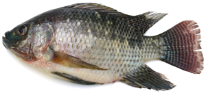 Tilapia Grande / Large Whole Tilapia