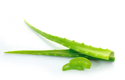 Sahara  Savila / Aloe Vera