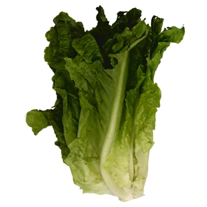 Lechuga, Verde / Lettuce, Green Leaf