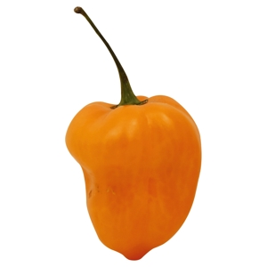 Chile, Habanero / Pepper, Habanero