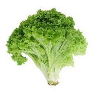Lechuga Verde / Green Leaf Lettuce