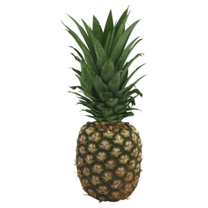 Piña / Pineapple, Golden