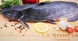 Bagre /Catfish