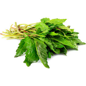 Epazote