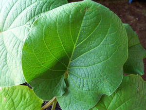 Yerba Santa