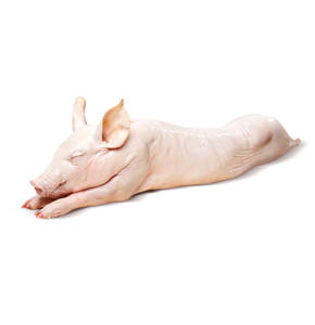 Puerco Entero