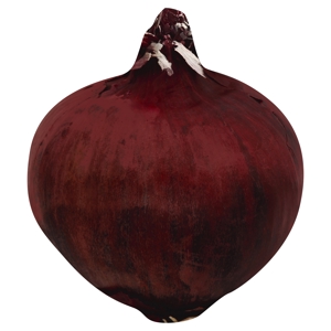 Cebolla, Morada / Onion, Red