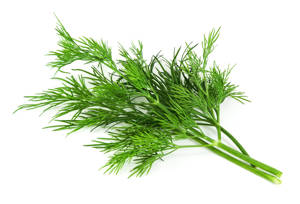Dill / Eneldo